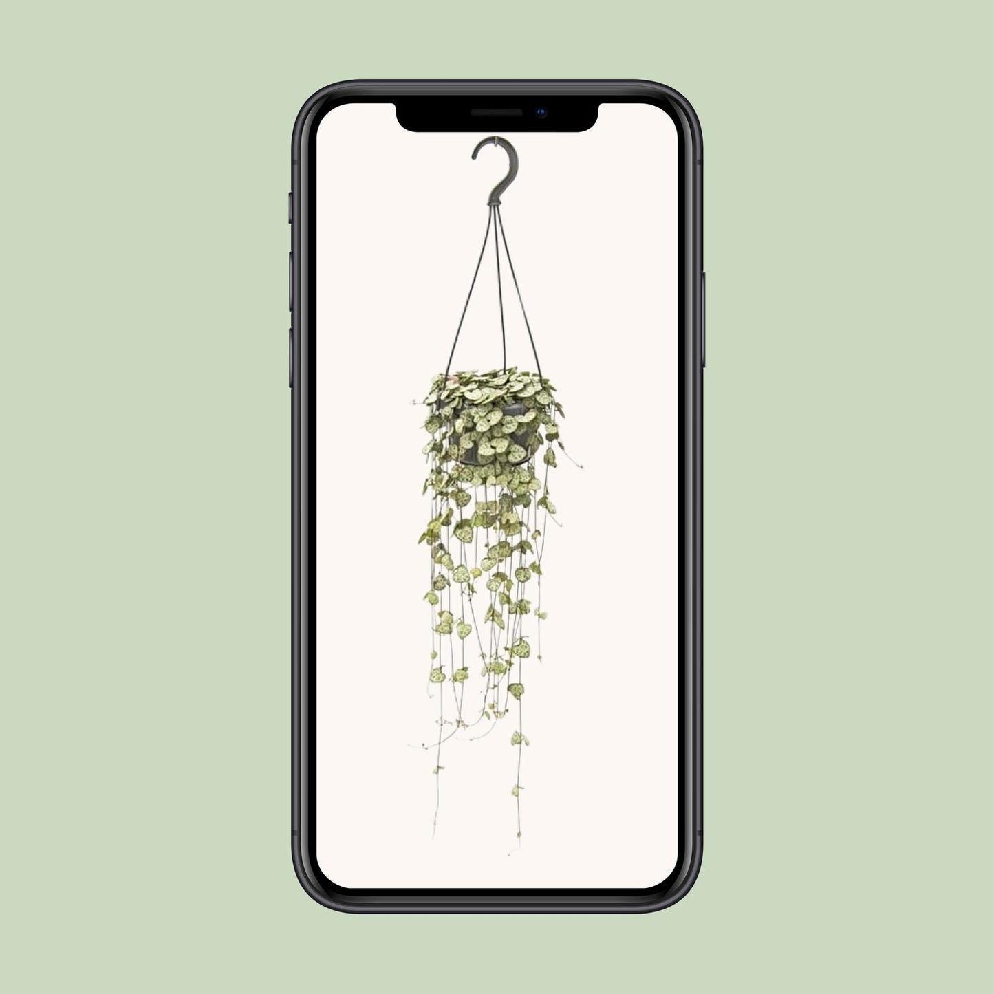 Ceropegia Woodii β String of Hearts Hanging Plant Γ14 cm β50 cm