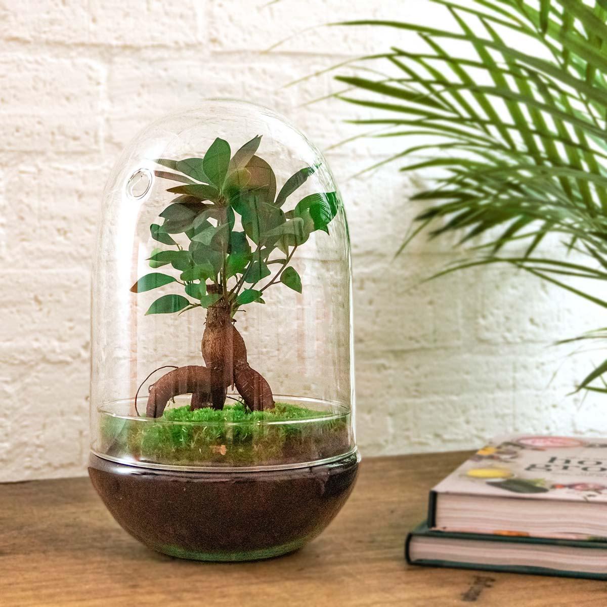 πΏ DIY Terrarium Egg XL β Bonsai β 30 cm