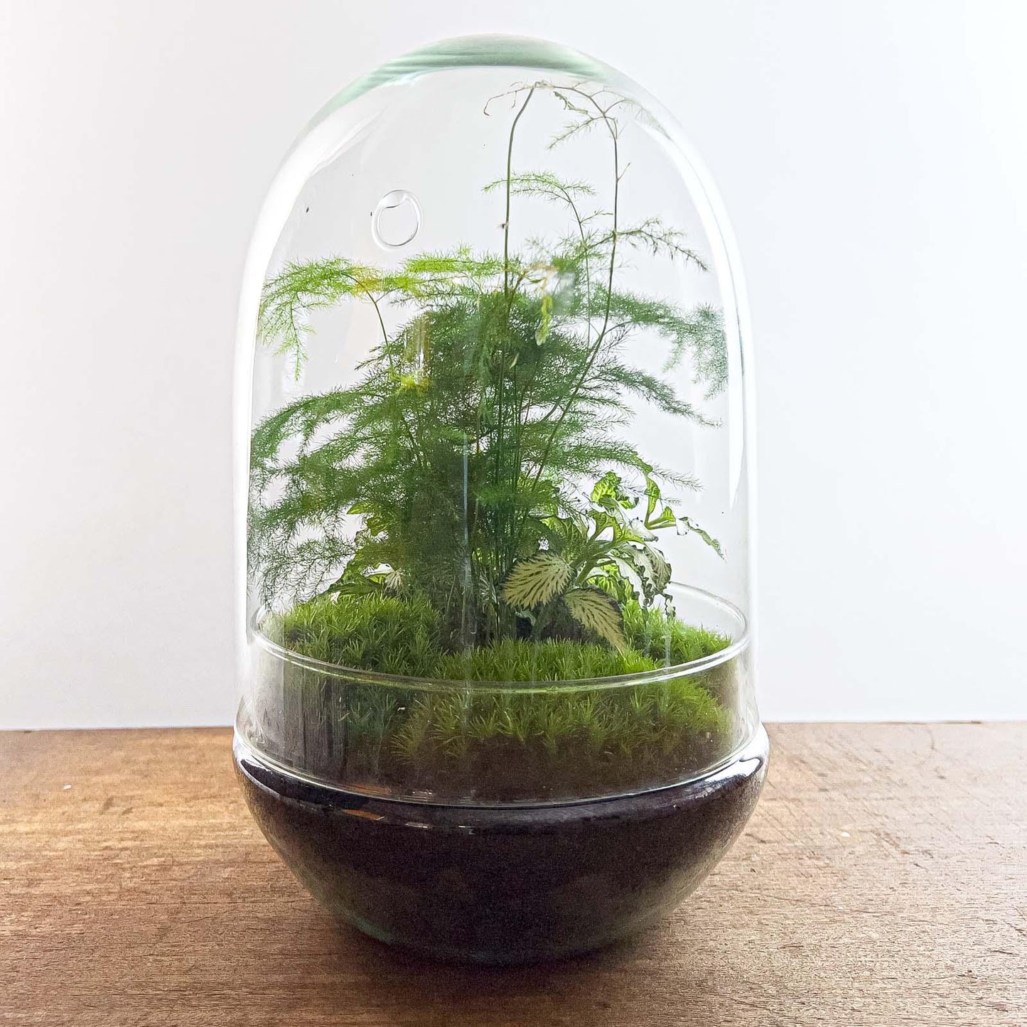 πΏ DIY Terrarium Egg XL β 30 cm