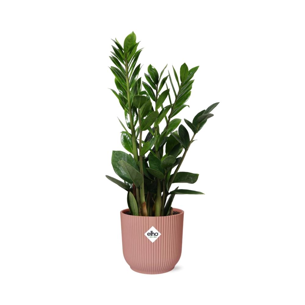 Zamioculcas – Height 45-50 cm in ELHO Vibes Fold 14 cm pink | The indestructible classic – Easy maintenance
