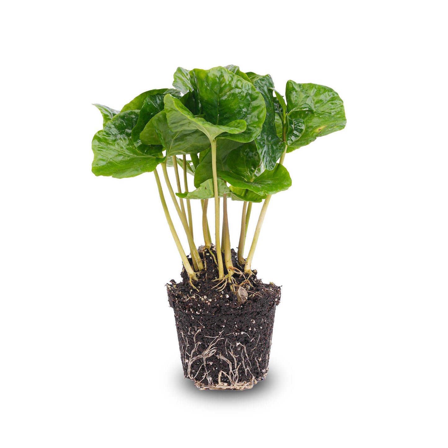 Coffea arabica – Coffee Plant – Terrarium Plant – Pot Size 6 | The Barista Baby – Average Maintenance