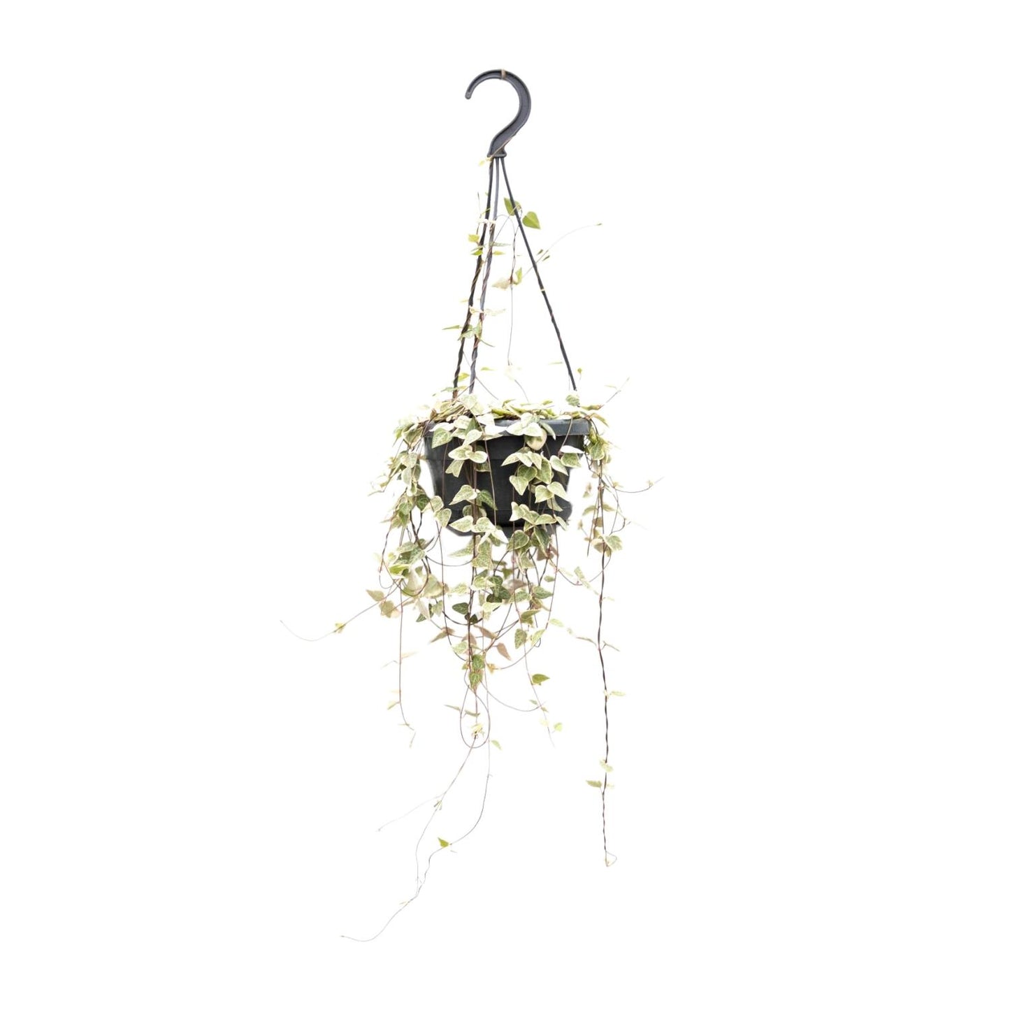Ceropegia Woodii 'Blackbird' β String of Hearts Hanging Plant Γ14 cm β50 cm
