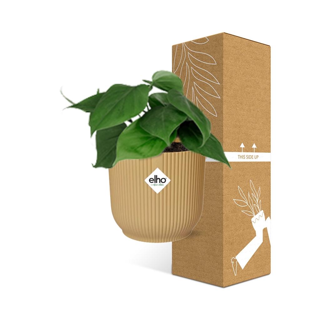 Epipremnum Pinnatum 'Golden Pothos' in ELHO Vibes Fold 14cm yellow | Golden glider – Easy care