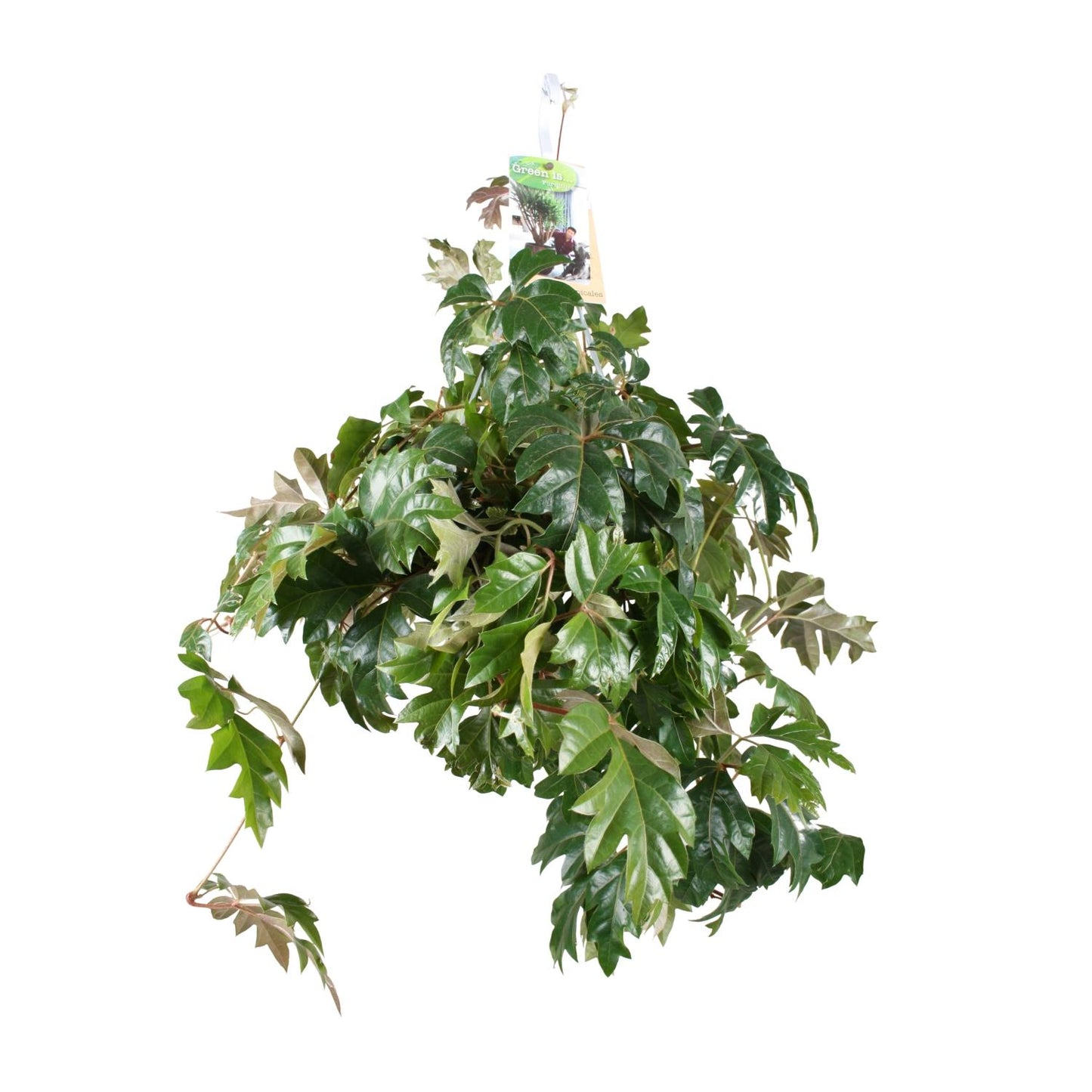 Cissus Rhombifolia 'Ellen Danica' (Kangaroo Vine) β Γ17cm β35cm | Easy care