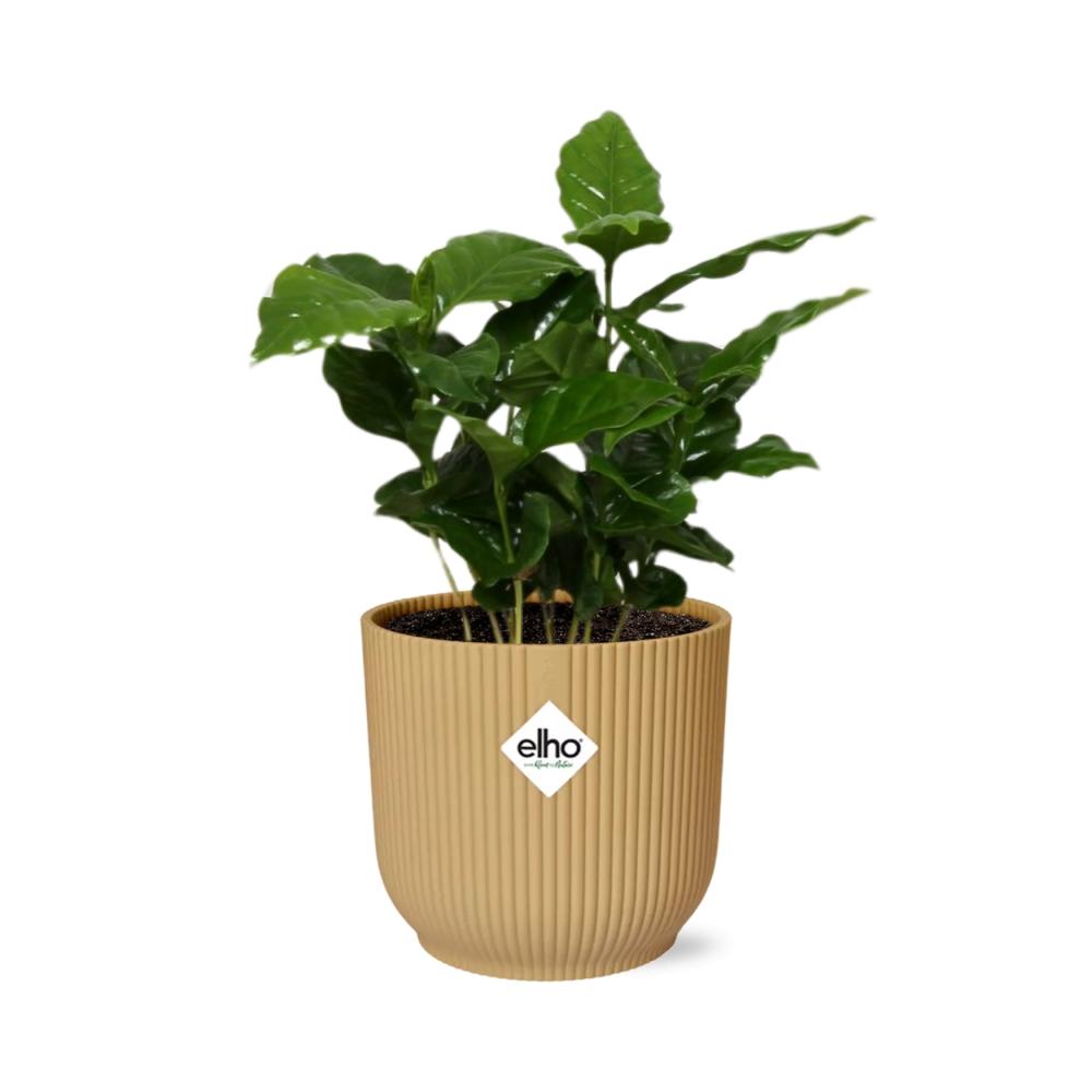 Coffea Arabica in ELHO Vibes Fold 14 cm yellow