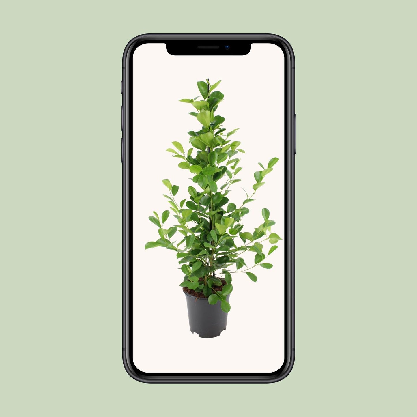 Ficus microcarpa Moclame β Γ21cm β95cm | Easy maintenance