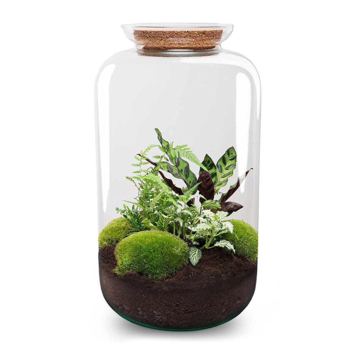πΏ DIY Terrarium Sven XL β Botanical β 43 cm