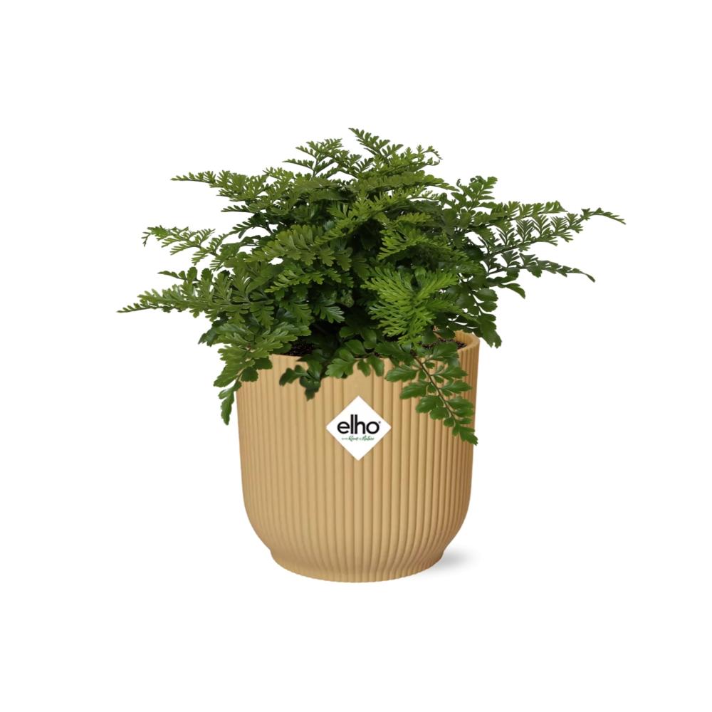 Asplenium 'Parvati' in ELHO Vibes Fold 14cm yellow | Curls with character – Average maintenance