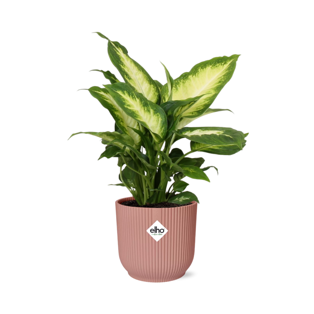 Dieffenbachia 'Camilla' in ELHO Vibes Fold 14cm pink | Soft-focus foliage art – Average maintenance