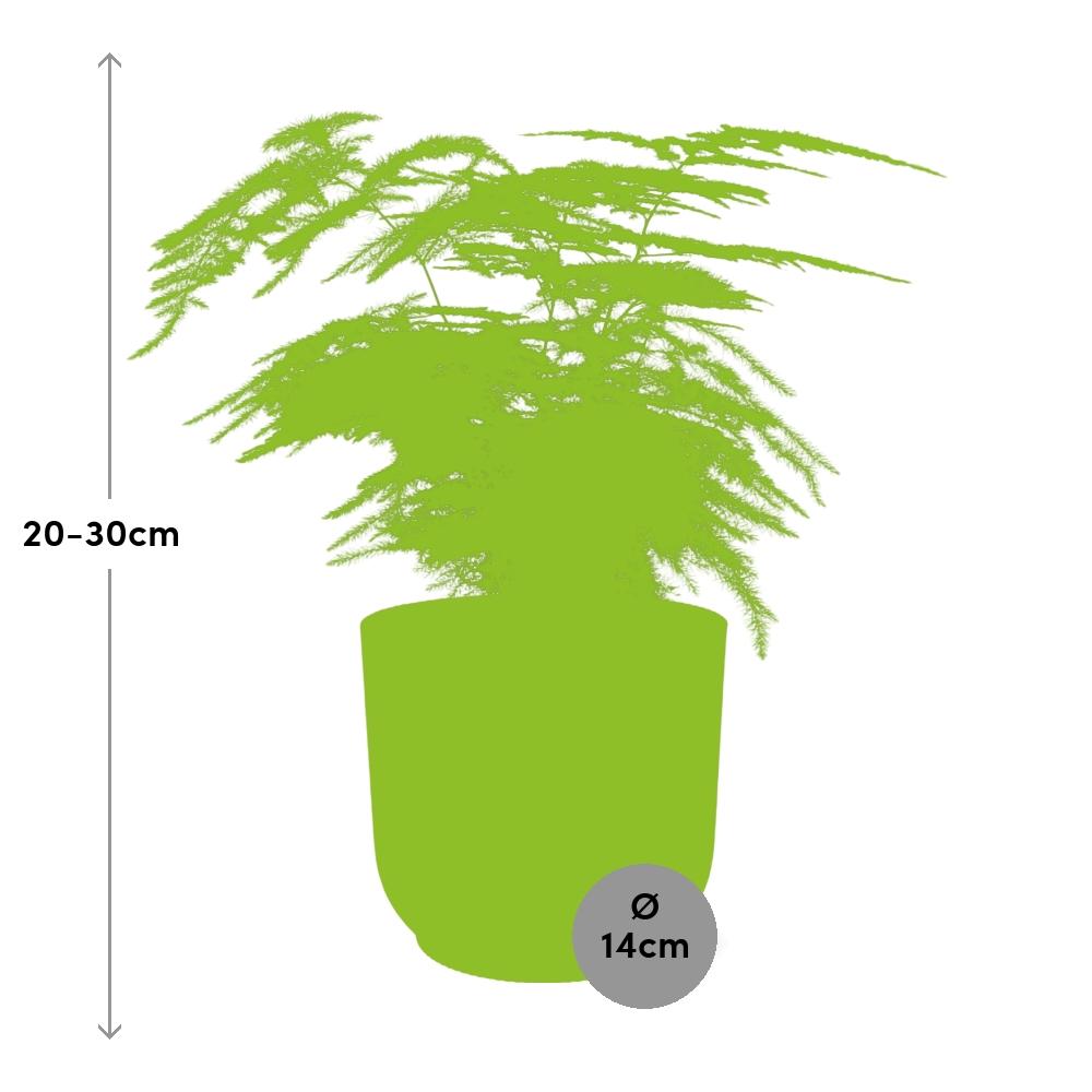 Asparagus setaceus 'Plumosus' in ELHO Vibes Fold 14cm – Pink | Average maintenance
