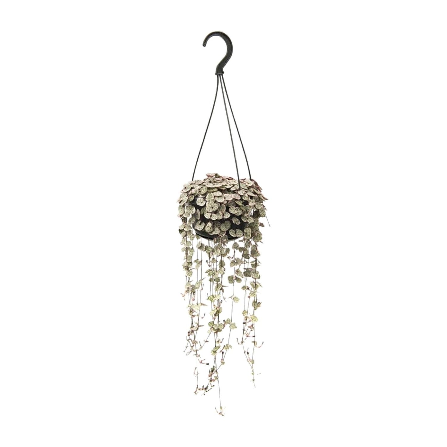 Ceropegia Woodii Variegata β String of Hearts Hanging Plant Γ14 cm β38 cm