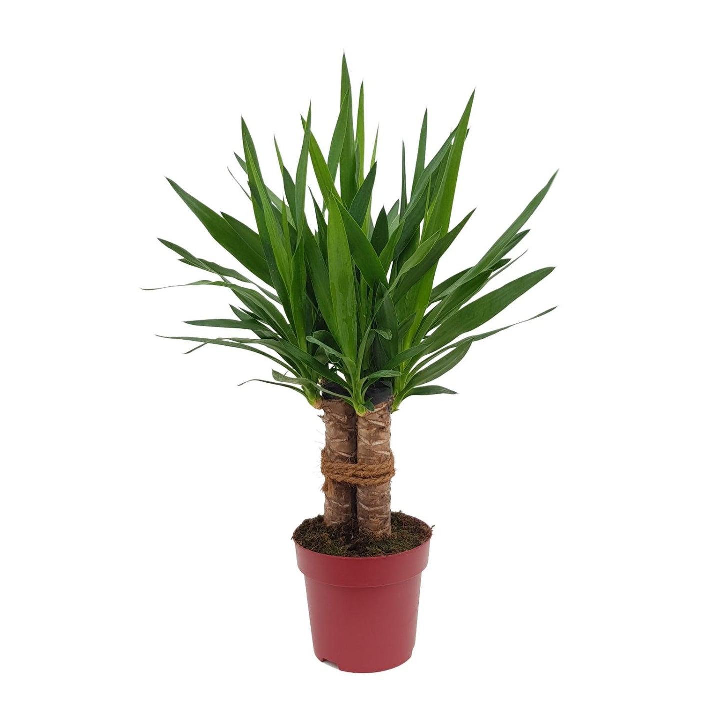 Yucca “Tres Cañas” – Ø19cm ↕70cm | Easy maintenance