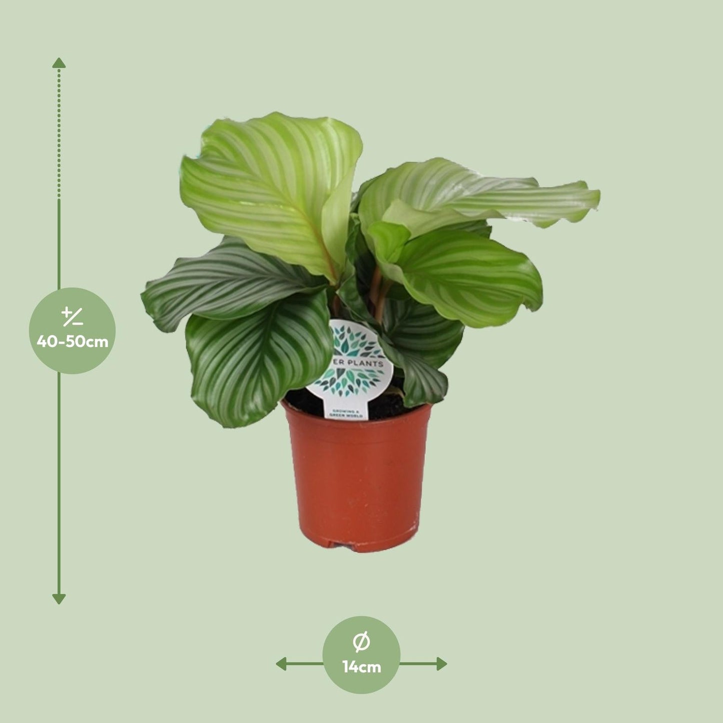 Calathea Orbifolia β Γ14cm β45cm | Average maintenance