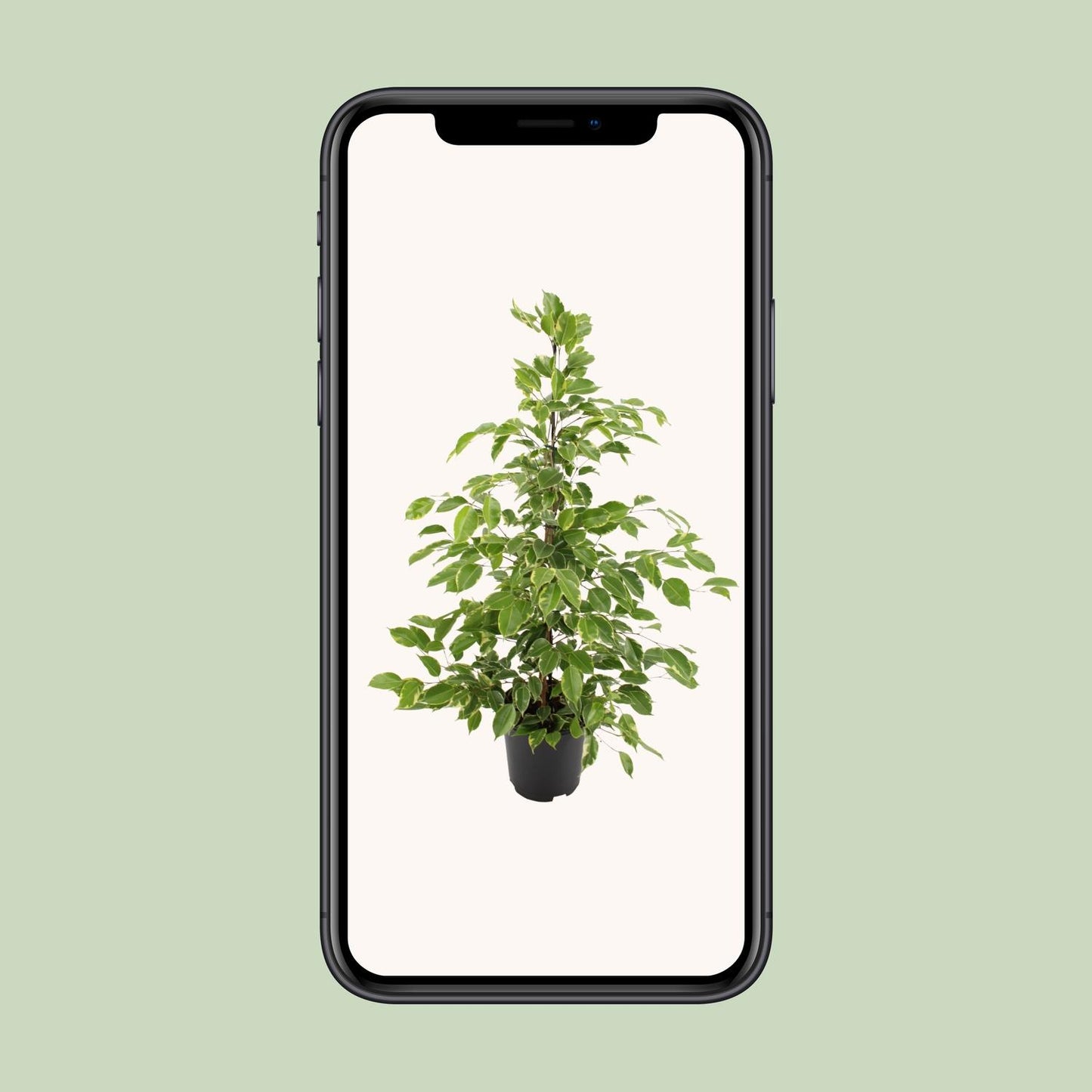 Ficus benjamina Golden King β Γ21cm β95cm | Average maintenance