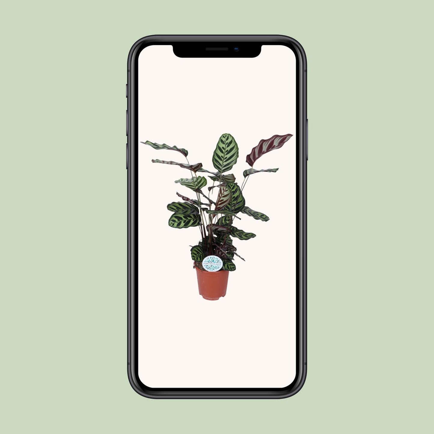 Calathea Makoyana β Γ21cm β70cm | Average maintenance