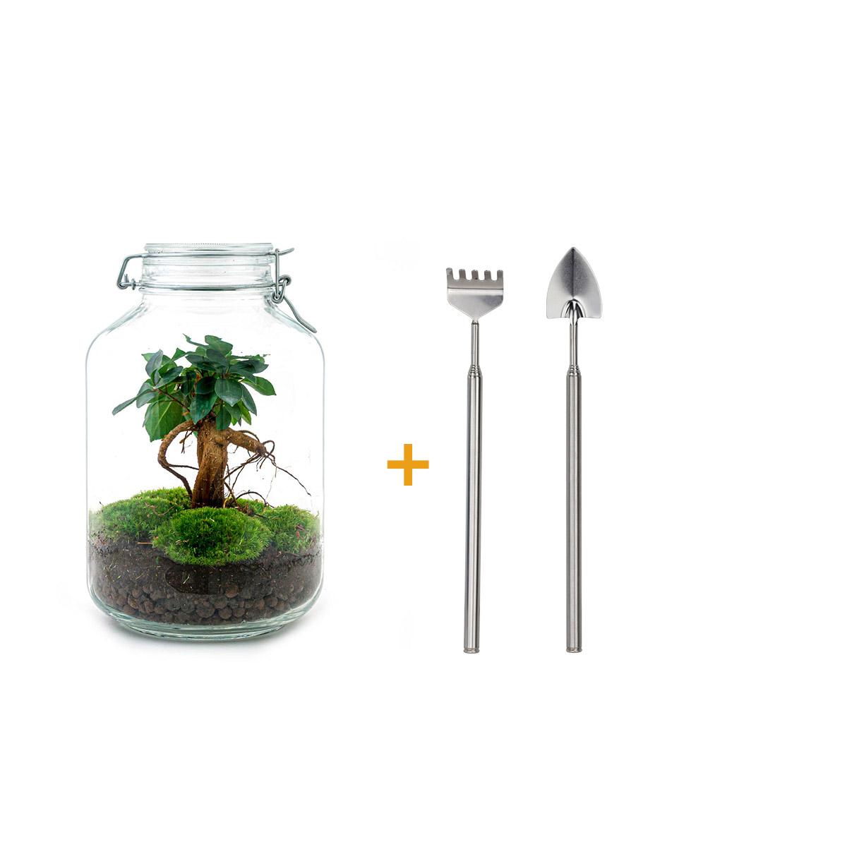 πΏπ οΈ DIY Terrarium Jar β Ficus Ginseng Bonsai β 28 cm β Including rake & shovel