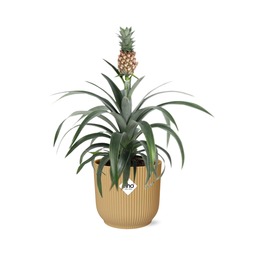 Pineapple Mi Amigo in ELHO Vibes Fold 14 cm yellow
