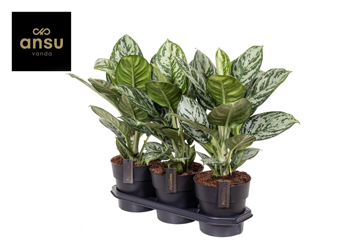 Aglaonema 'Jungle Silver' – Ø19cm ↕60cm | Silver Shadow Prince – Easy Care