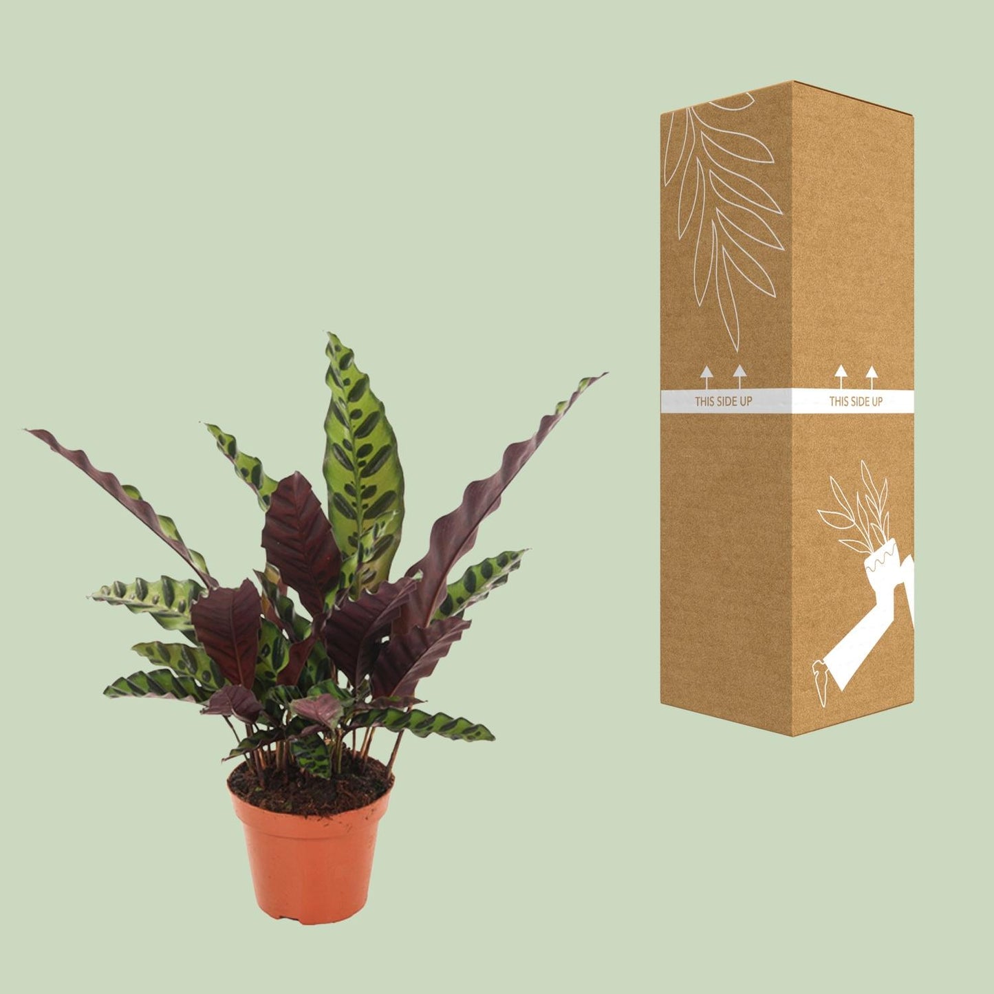 Calathea Insignis β Γ12cm β50cm | Average maintenance