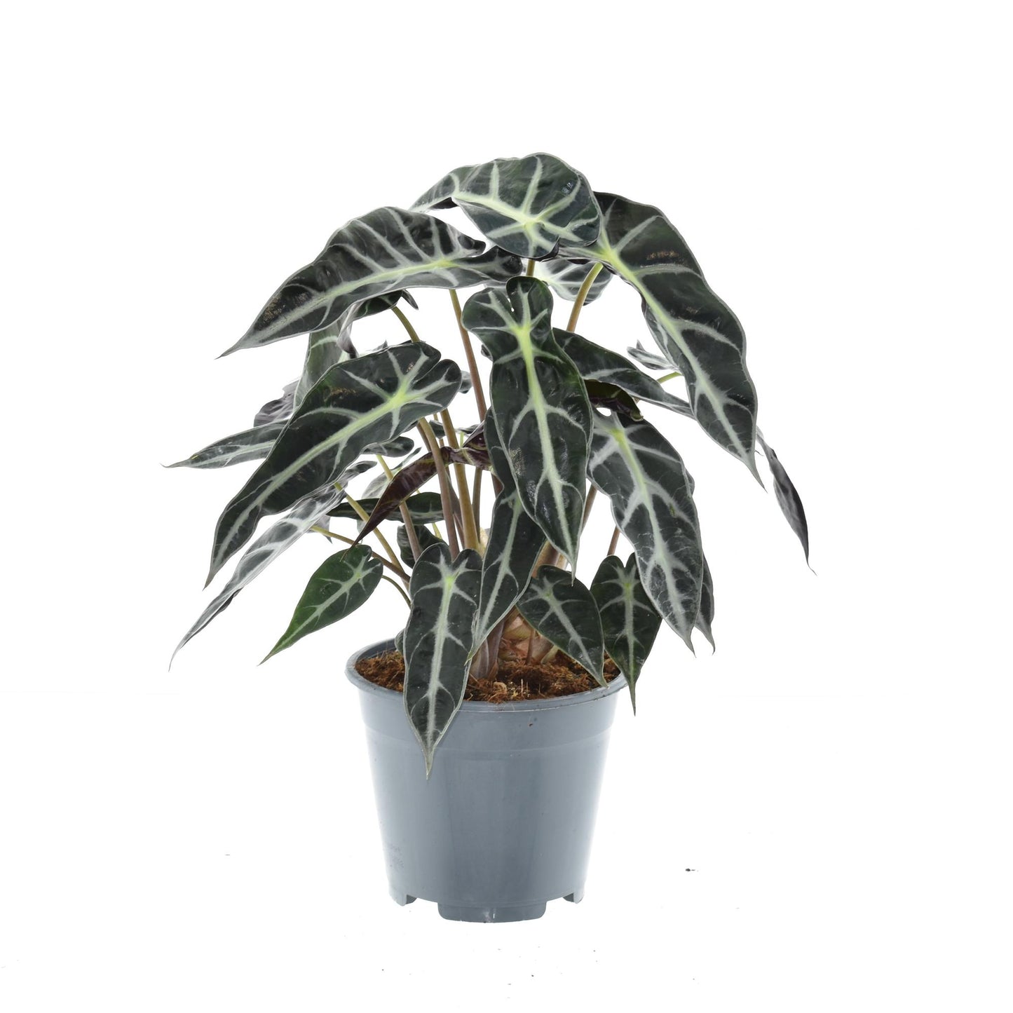 Alocasia Bambino Arrow – Ø14cm ↕40cm | The mini spear carrier – Average maintenance
