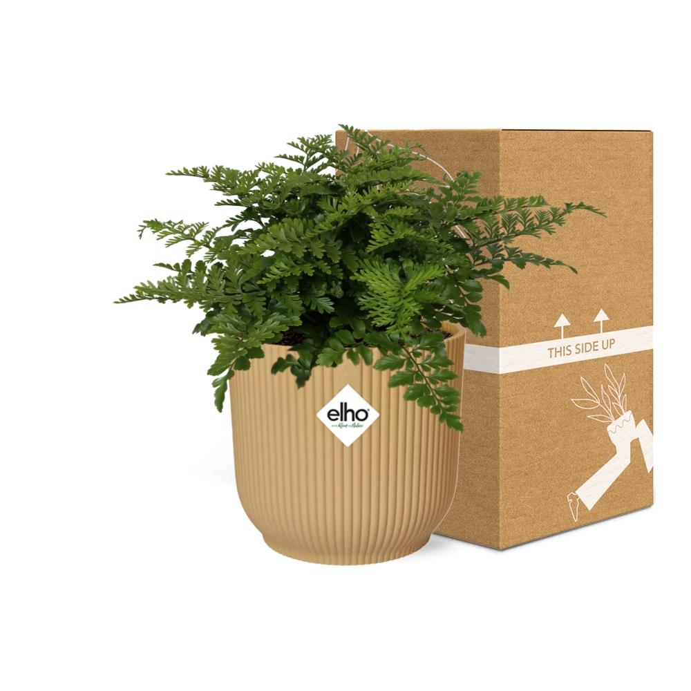 Asplenium 'Parvati' in ELHO Vibes Fold 14cm yellow | Curls with character – Average maintenance