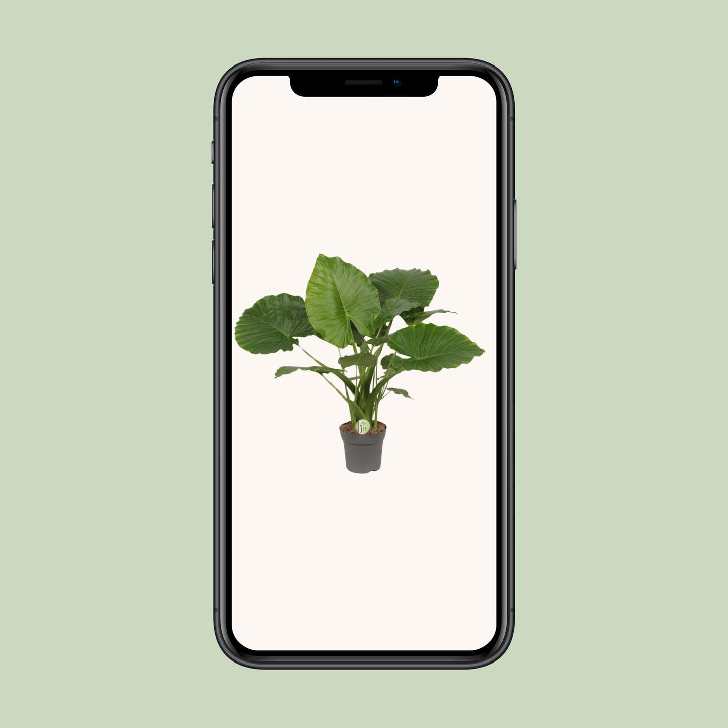Alocasia Gageana 'California' (Elephant Ear) β Γ21cm β80cm | Average maintenance