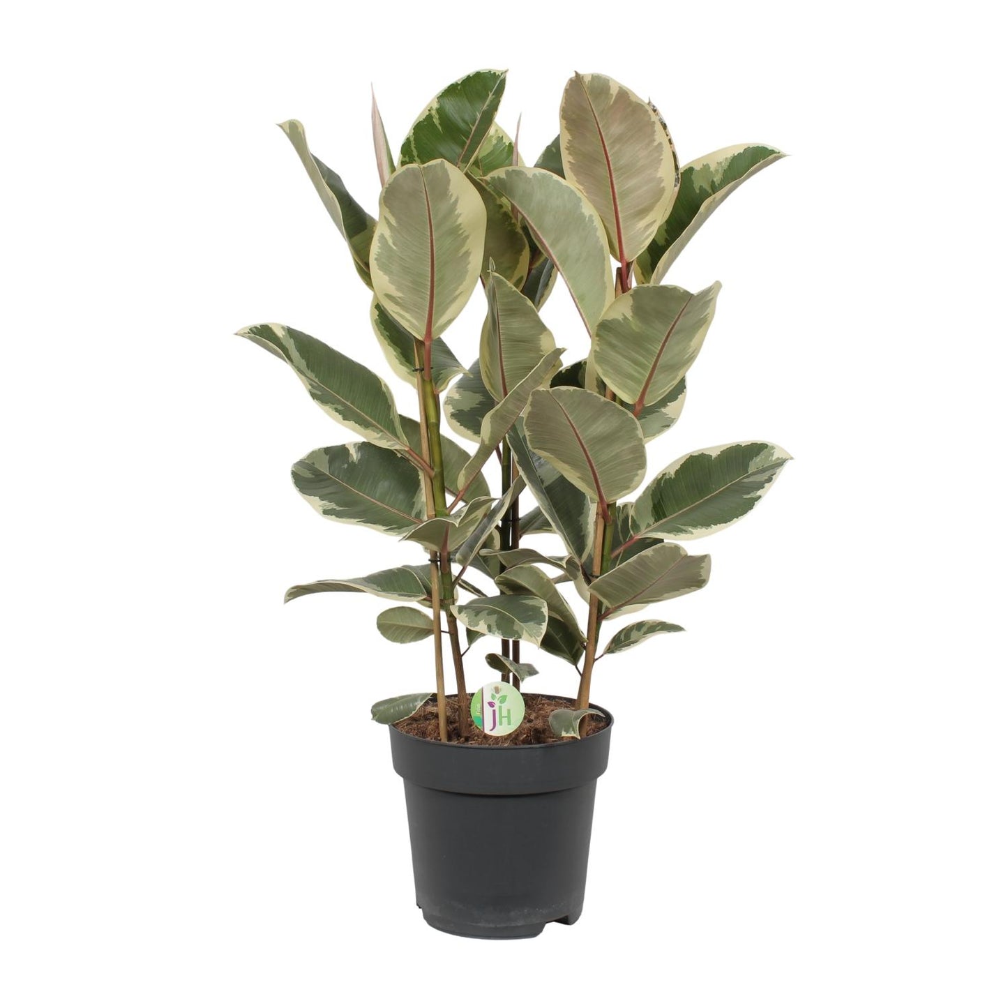 Ficus Tineke β Γ27cm β85cm | Easy maintenance