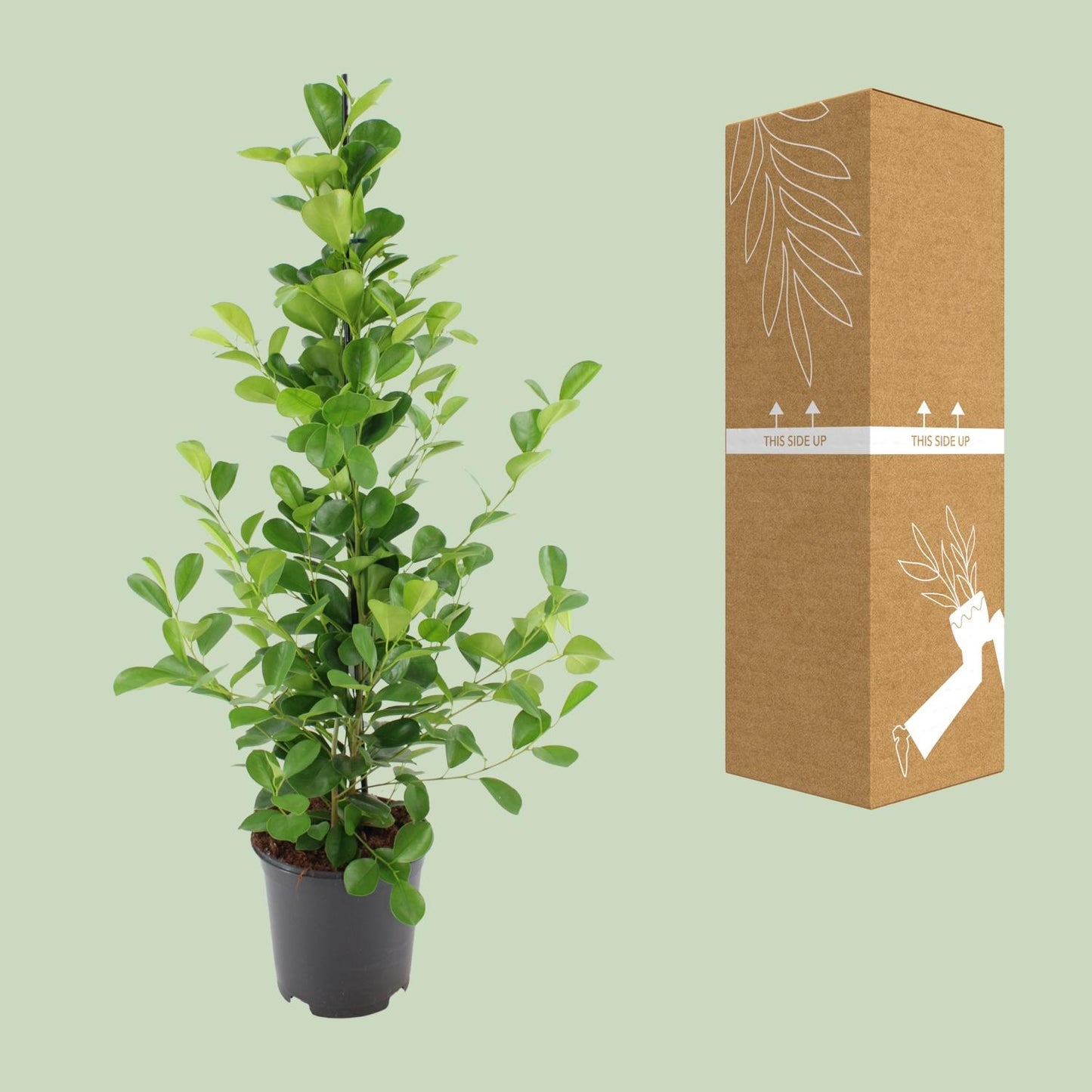Ficus microcarpa Moclame β Γ21cm β95cm | Easy maintenance