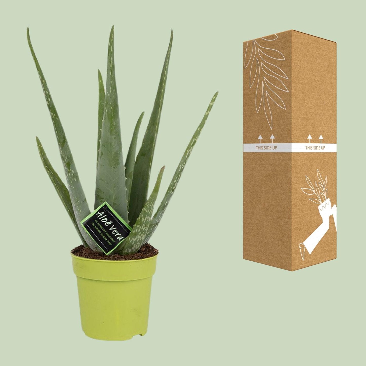 Aloe Vera β Γ12cm β45cm | Easy maintenance