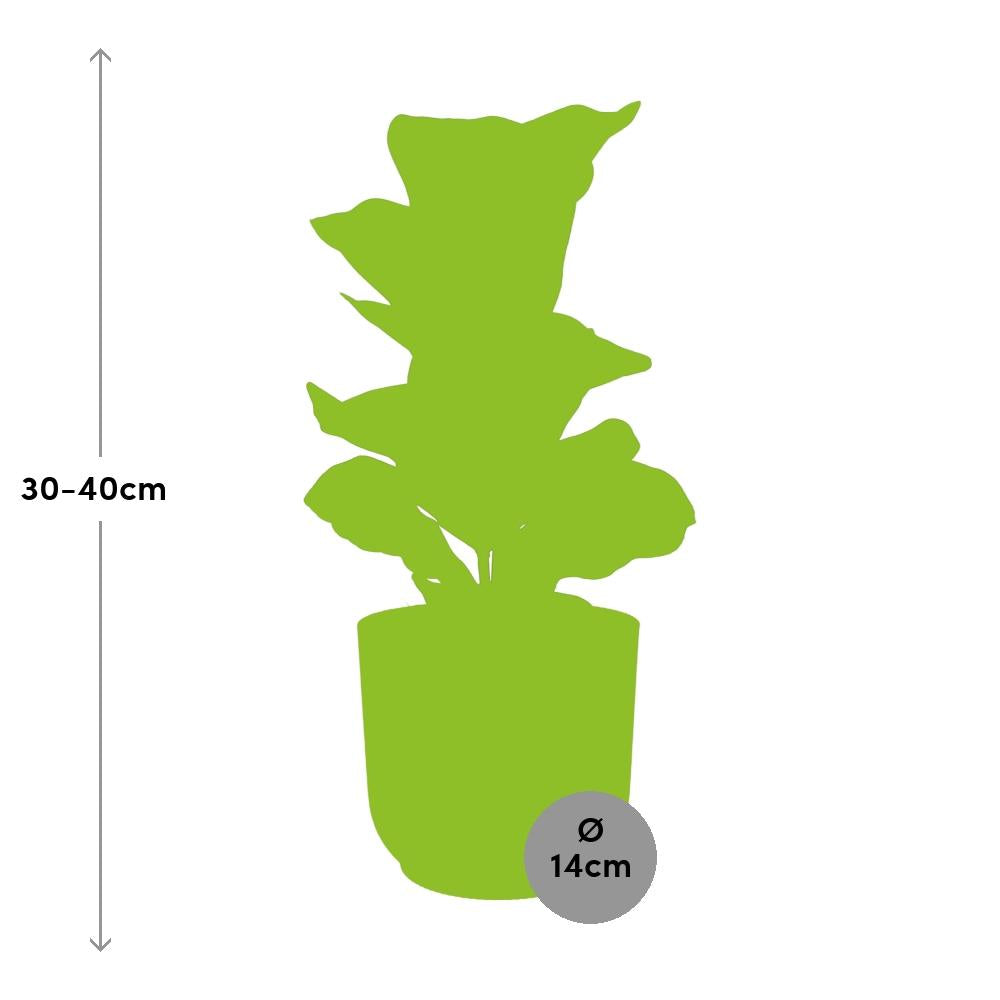 Ficus Lyrata 'Bambino' in ELHO Vibes Fold 14cm pink | The small violin – Average maintenance