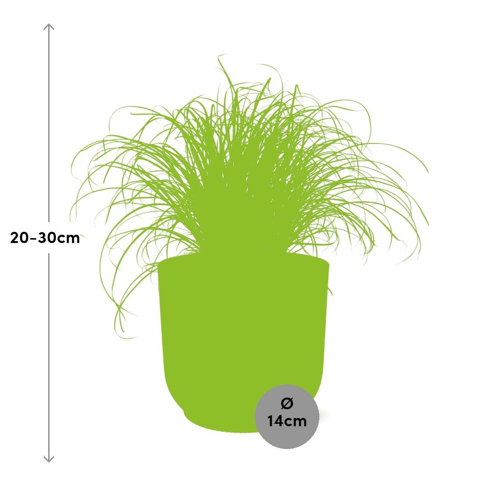 Cyperus Alternifolius 'Zumula' in ELHO Vibes Fold 14cm yellow | Umbrella grass with thirst – Average maintenance