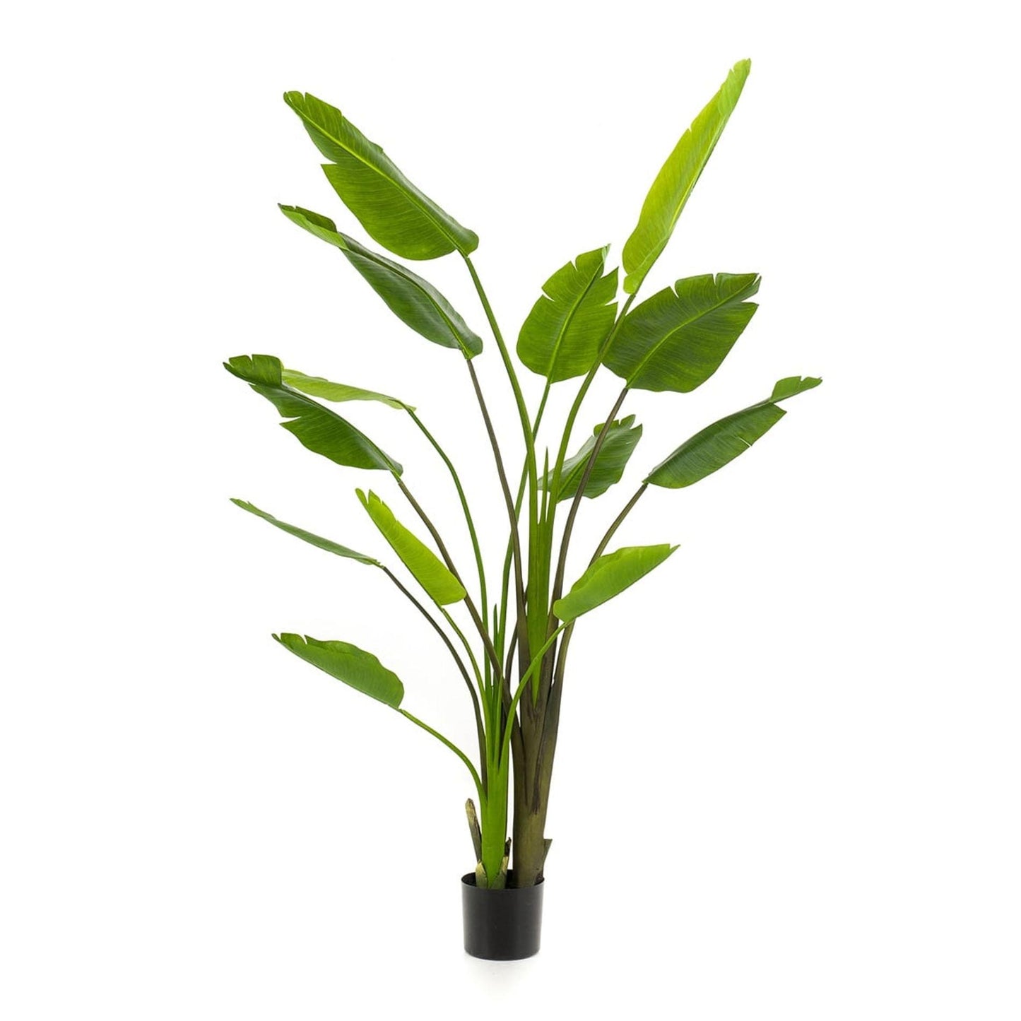 π΄ Artificial Strelitzia Nicolai Plant β 180 cm