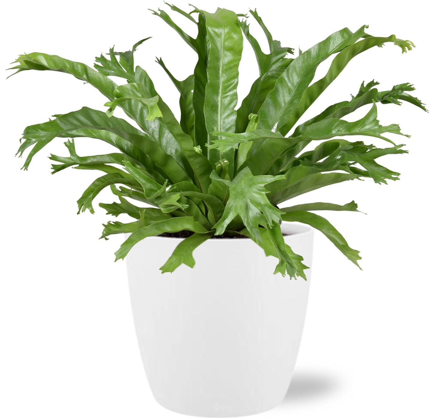 Asplenium Nidus 'Crissie' β Γ17cm β40cm + Pot Brussels D18x17cm (White) | Average maintenance