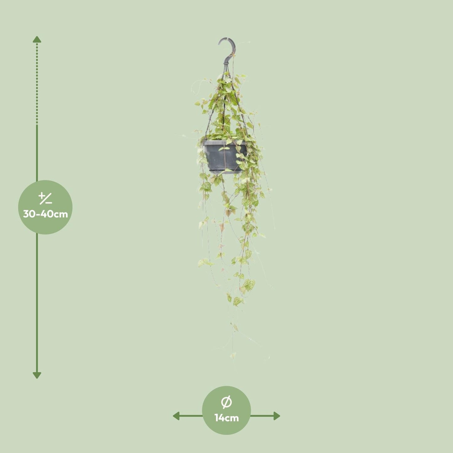 Ceropegia Linearis 'Iris' β Heart Plant Hanging Plant Γ14 cm β38 cm