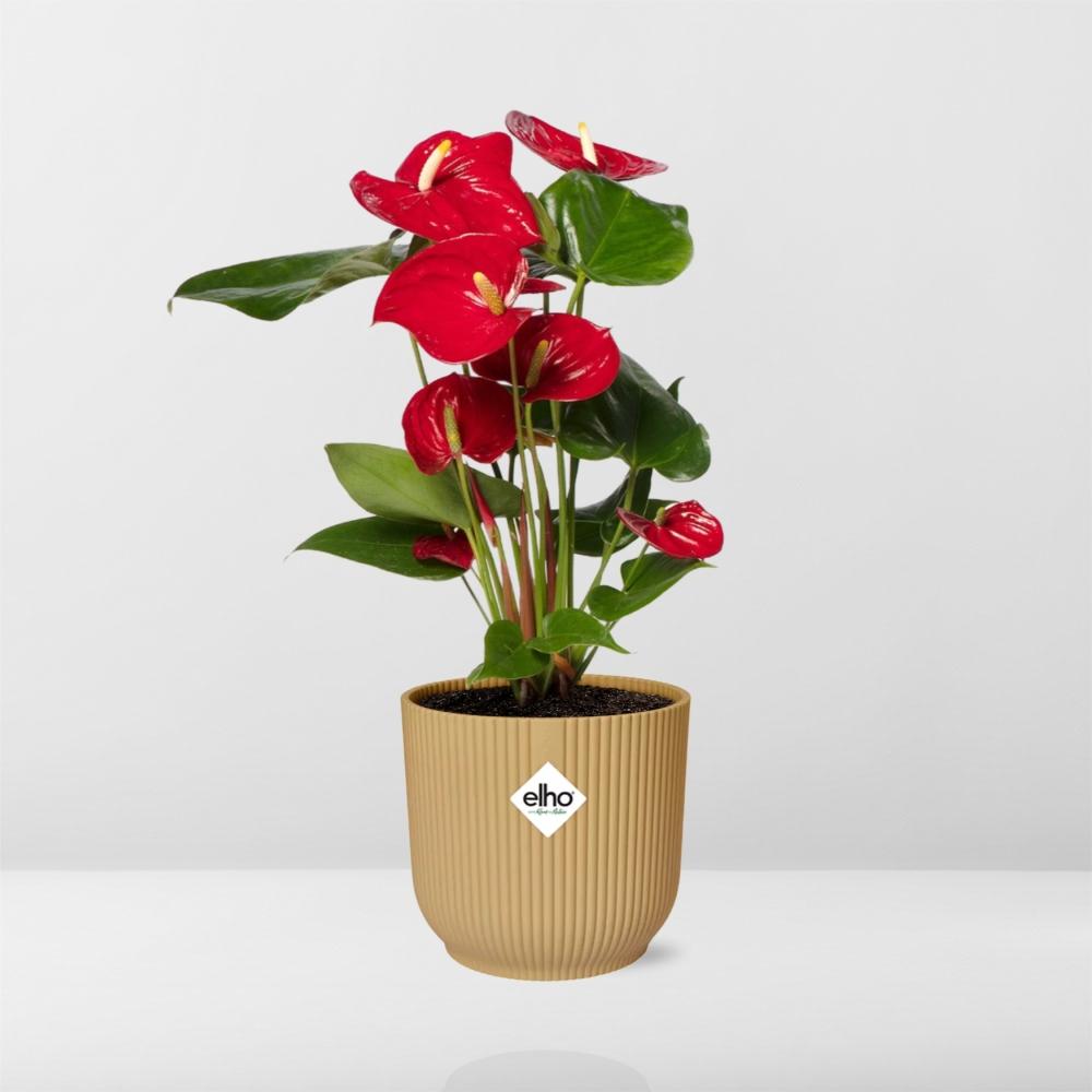 Anthurium Red Γ12 cm in ELHO Vibes Fold 14 cm yellow
