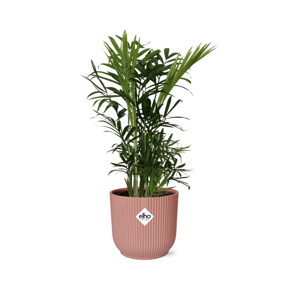 Chamaedorea Elegans in ELHO Vibes Fold 14 cm pink
