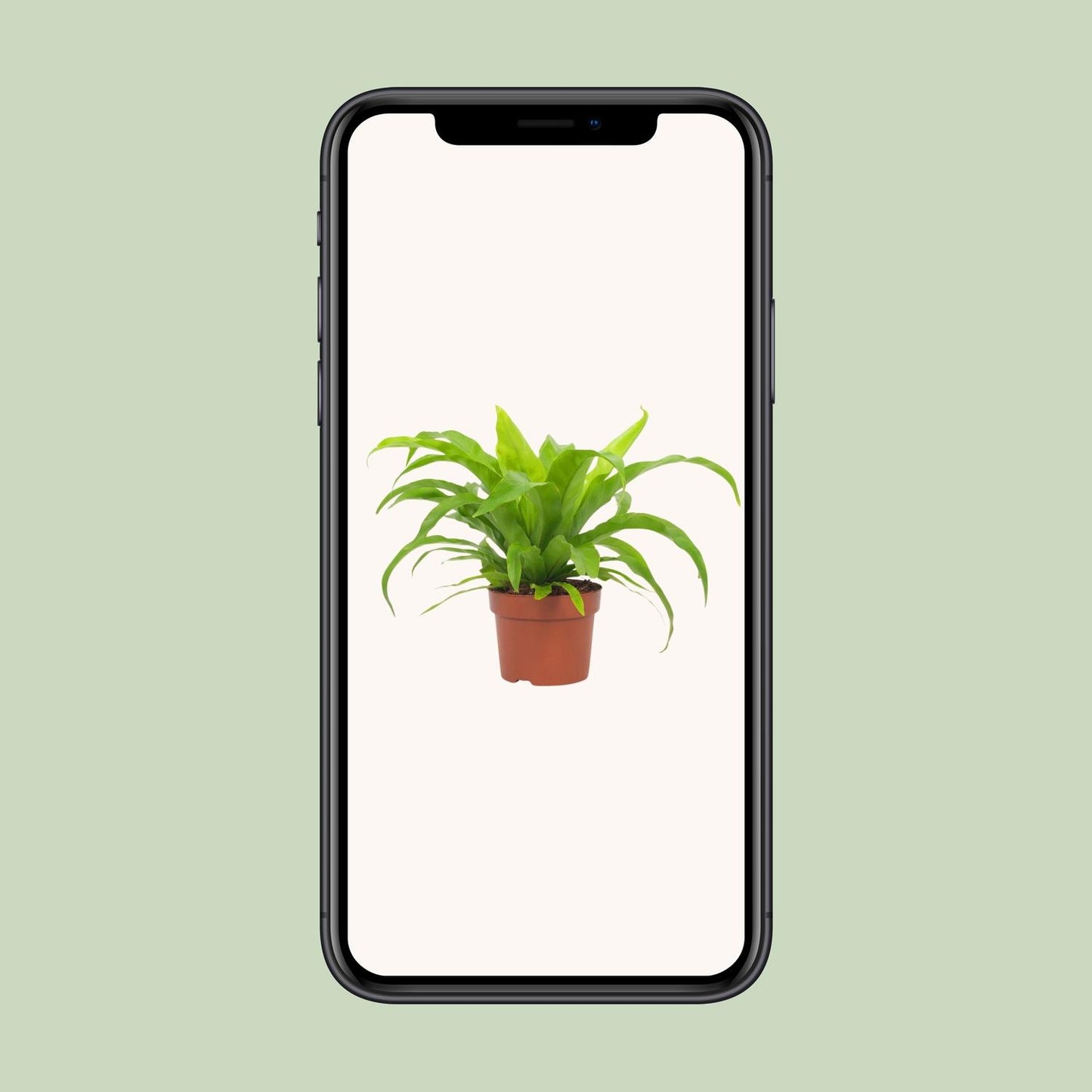 Asplenium antiquum – Ø12cm ↕19cm | Average maintenance