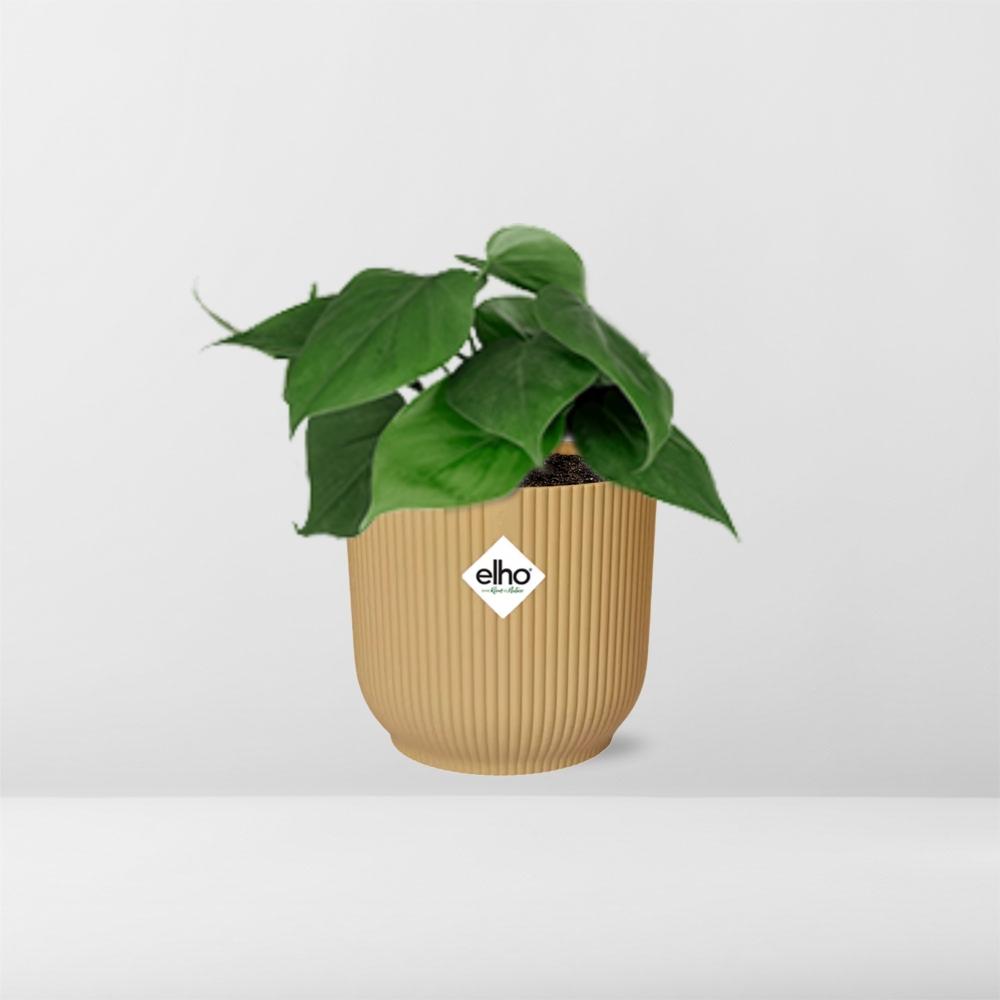 Epipremnum Pinnatum 'Golden Pothos' in ELHO Vibes Fold 14cm yellow | Golden glider – Easy care