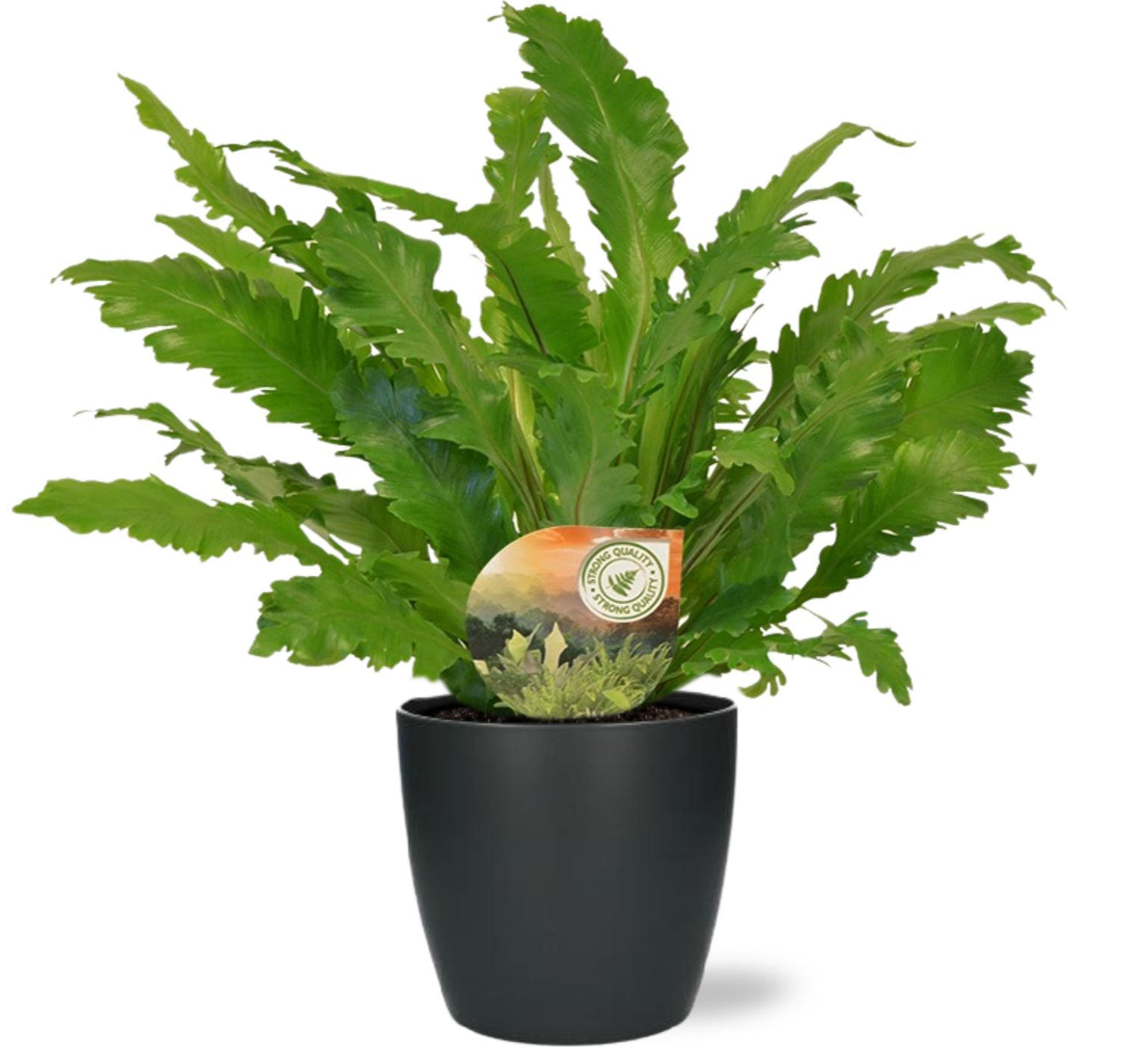 Asplenium 'Campio' β Γ17cm β50cm + Pot Brussels D18x17cm (Anthracite) | Average maintenance