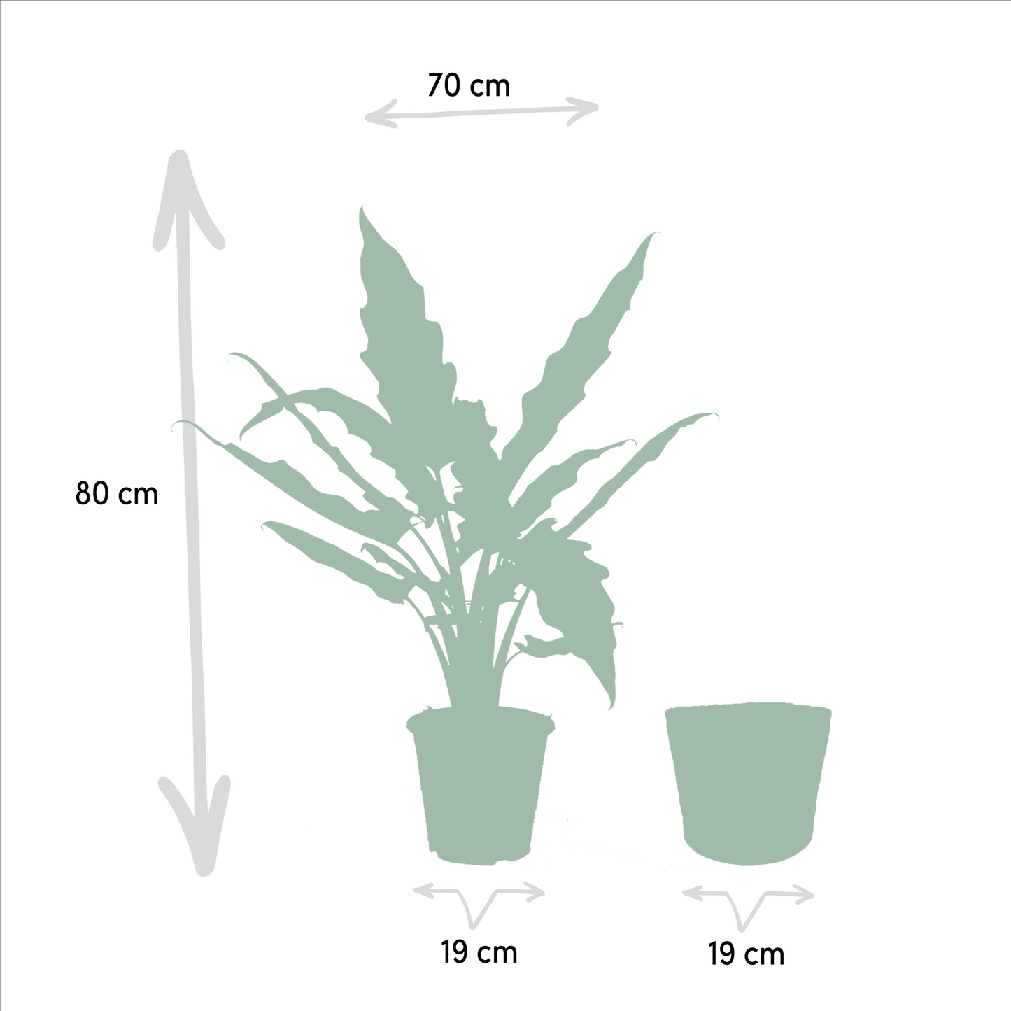Alocasia Lauterbachiana (Elephant Ear) β Γ19cm β80cm + Basket Selin | Average maintenance