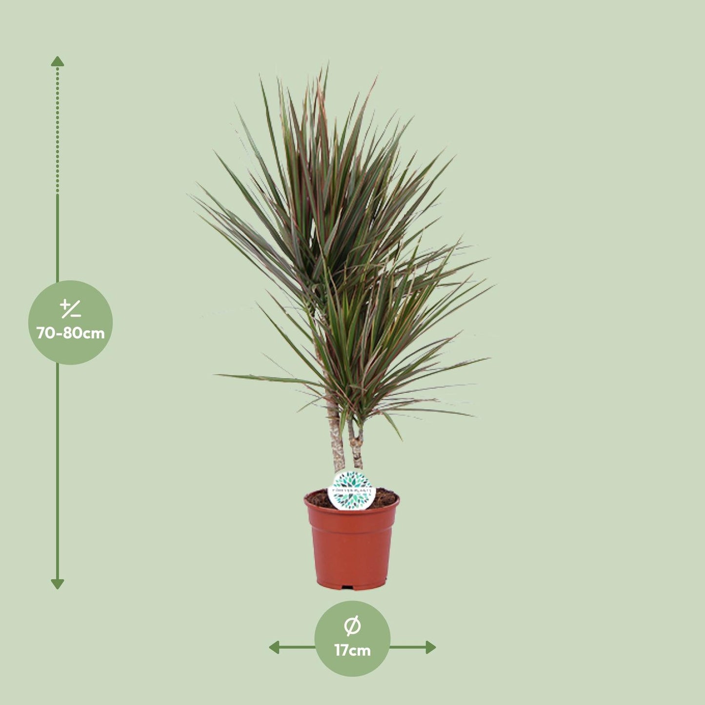 Dracaena Bicolor β Γ17 cm β β75 cm