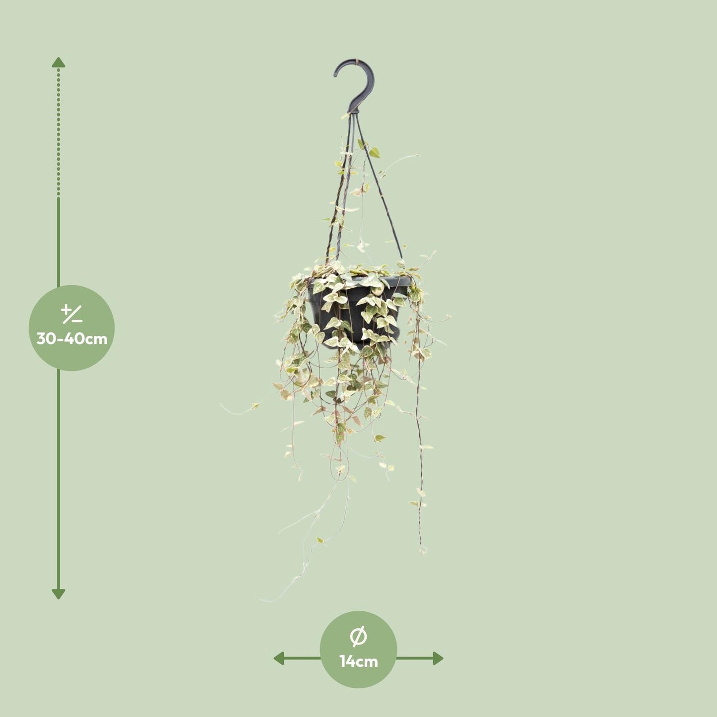 Ceropegia Woodii 'Blackbird' β String of Hearts Hanging Plant Γ14 cm β50 cm