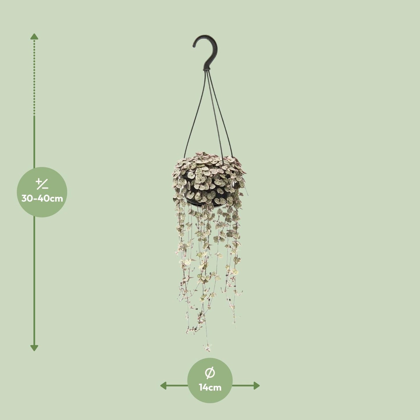 Ceropegia Woodii Variegata β String of Hearts Hanging Plant Γ14 cm β38 cm