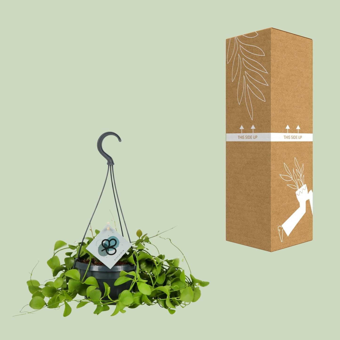 Dischidia Imbricata β Kidney plant Hanging plant Γ14 cm β40 cm