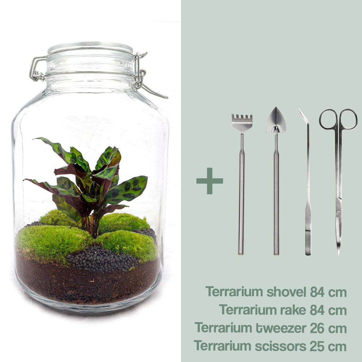 πΏ DIY Terrarium Jar β Calathea β 28 cm