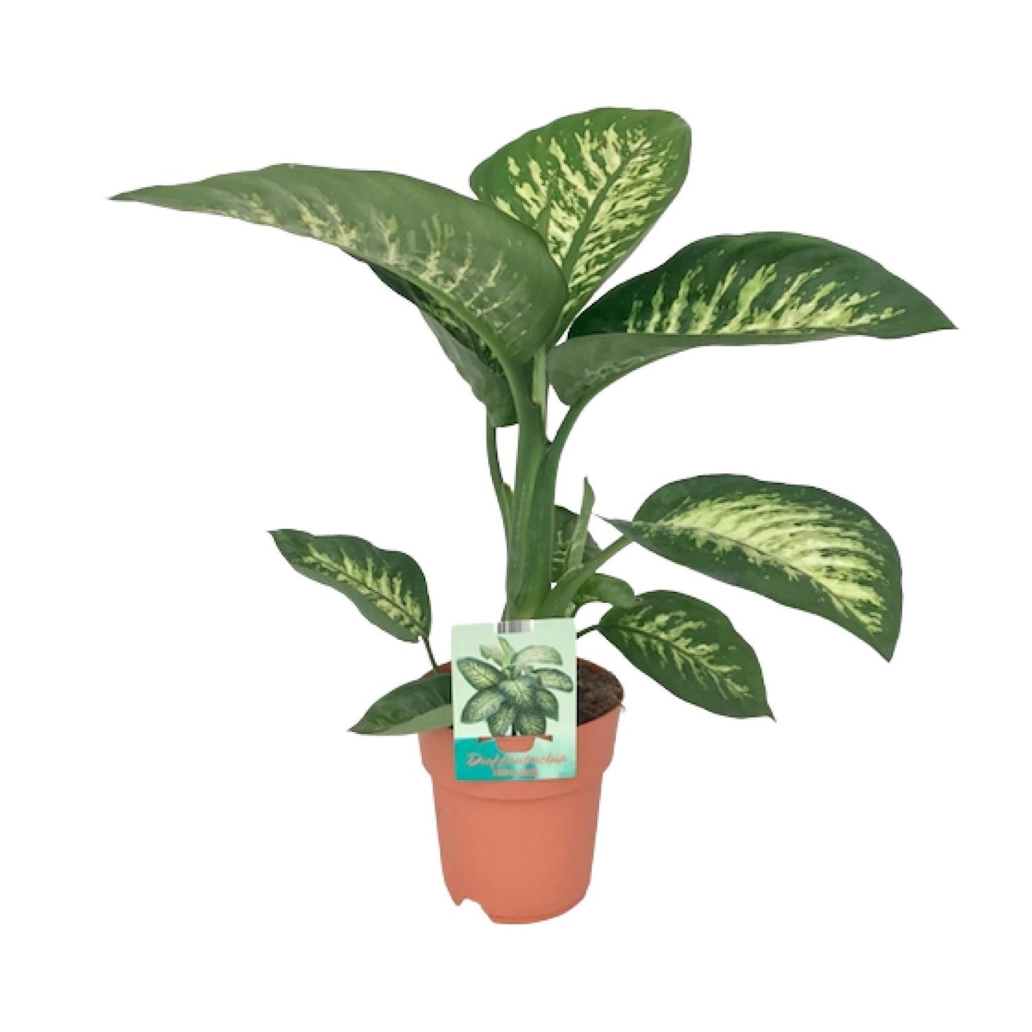 Dieffenbachia Seguine 'Tropic Snow' β Γ19cm β70cm | Average maintenance