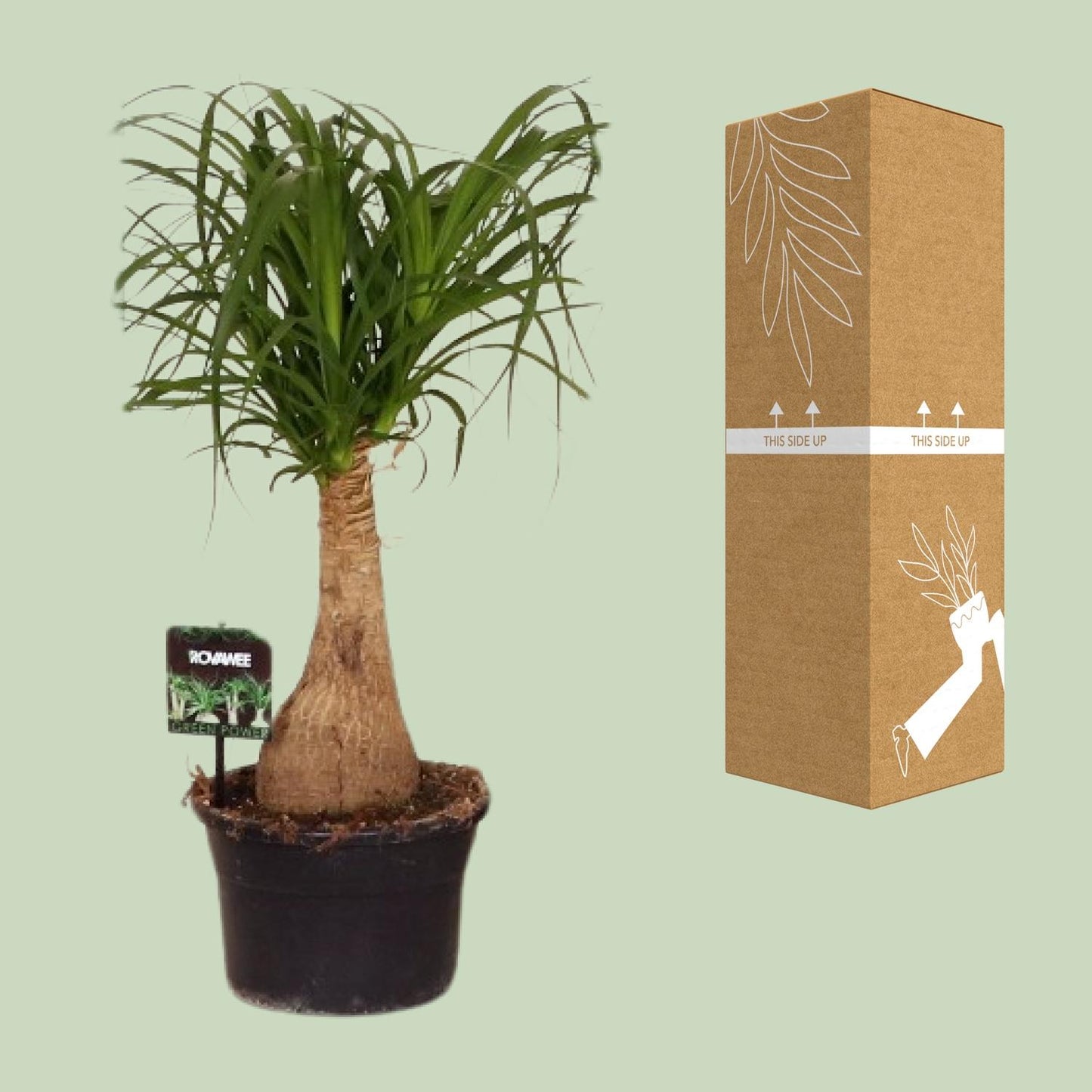 Beaucarnea Nolina - Ø19cm - ↕60cm | The ponytail with power – Easy maintenance