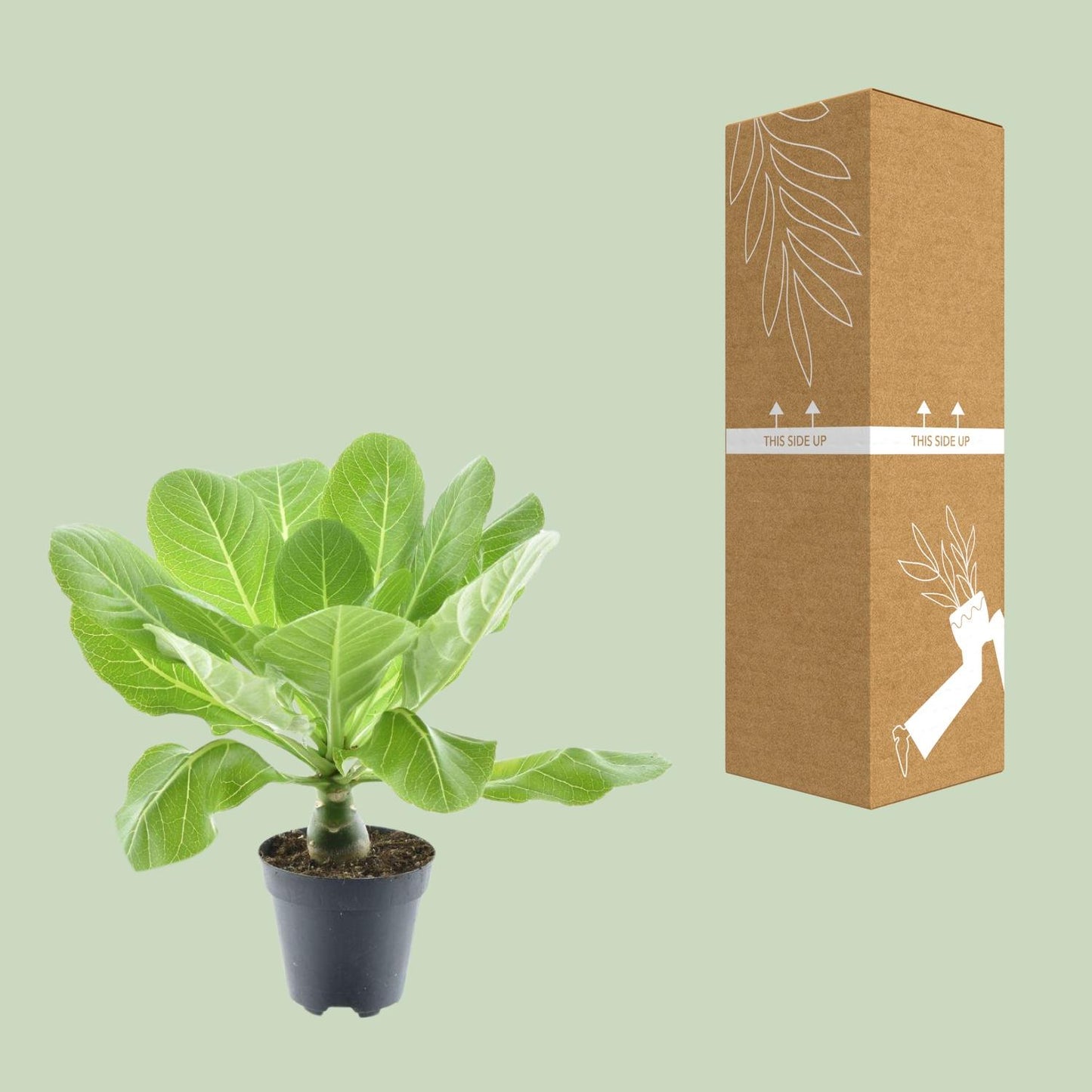 Brighamia insignis 'Hawaii Palm' P12 β Γ12cm β37cm | Average maintenance