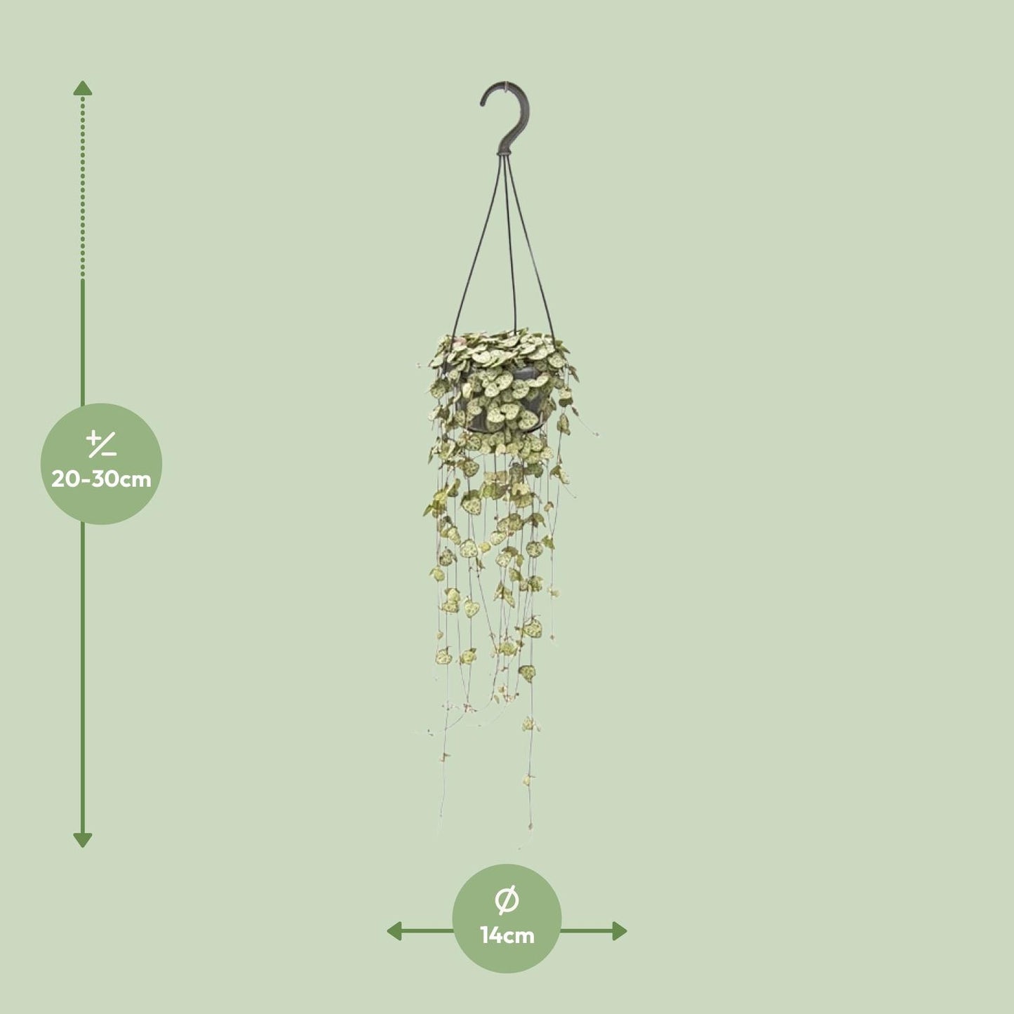 Ceropegia Woodii β String of Hearts Hanging Plant Γ14 cm β50 cm