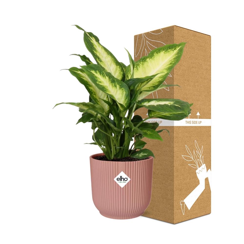 Dieffenbachia 'Camilla' in ELHO Vibes Fold 14cm pink | Soft-focus foliage art – Average maintenance